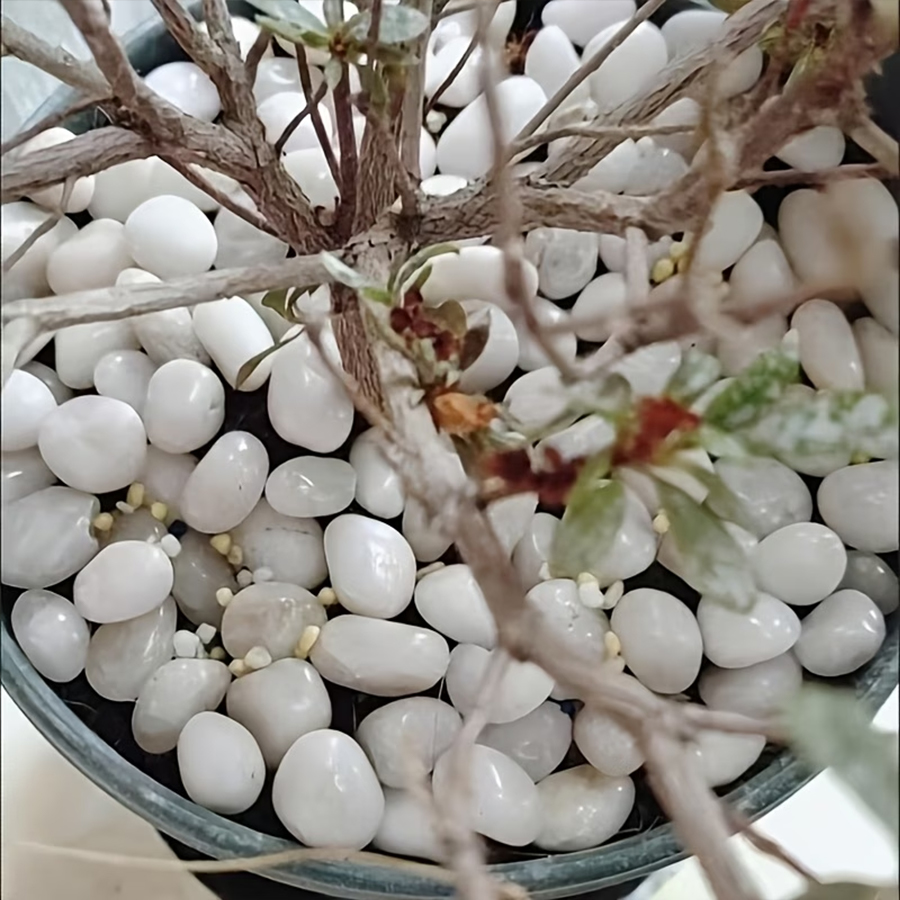 300/600g Polierte Weiße Kiesel – Indoor Herb Garden Bewertung und Preis