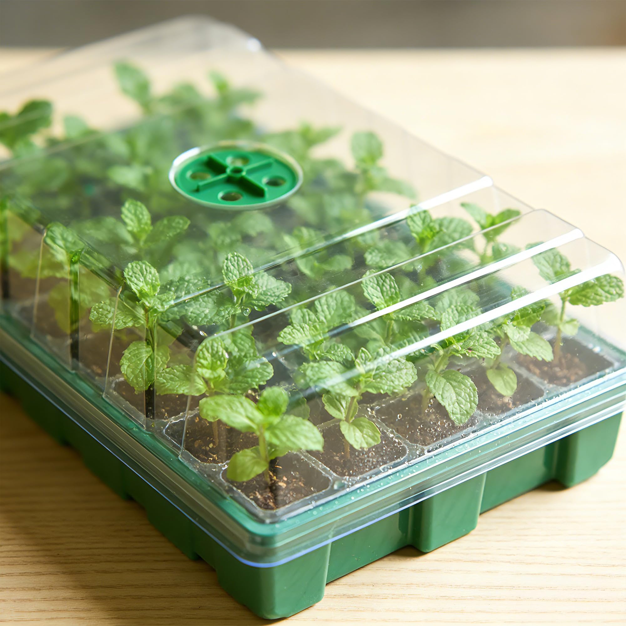 Mit transparenter Abdeckung, G – Seed Starter Tray Bewertung und Preis